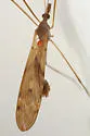 Tipula ultima - photo 2