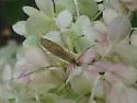 Tipula ultima - photo 3