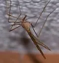 Tipula ultima - photo 4