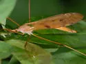 Tipula ultima - photo 5