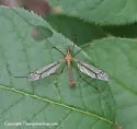 Tipula valida