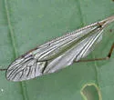 Tipula valida - photo 2
