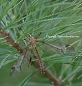 Tipula valida - photo 3