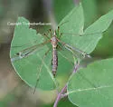 Tipula valida - photo 4