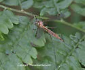 Tipula valida - photo 5