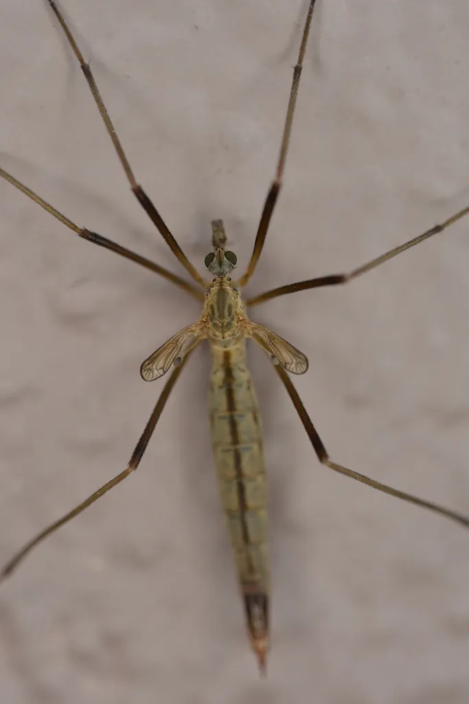 Tipula vestigipennis - photo 2