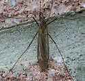 Tipula williamsiana