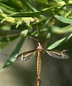Tipula xanthostigma - Tipula xanthostigma