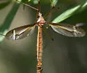 Tipula xanthostigma - photo 2