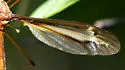 Tipula xanthostigma - photo 3