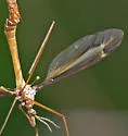 Tipula xanthostigma - photo 5