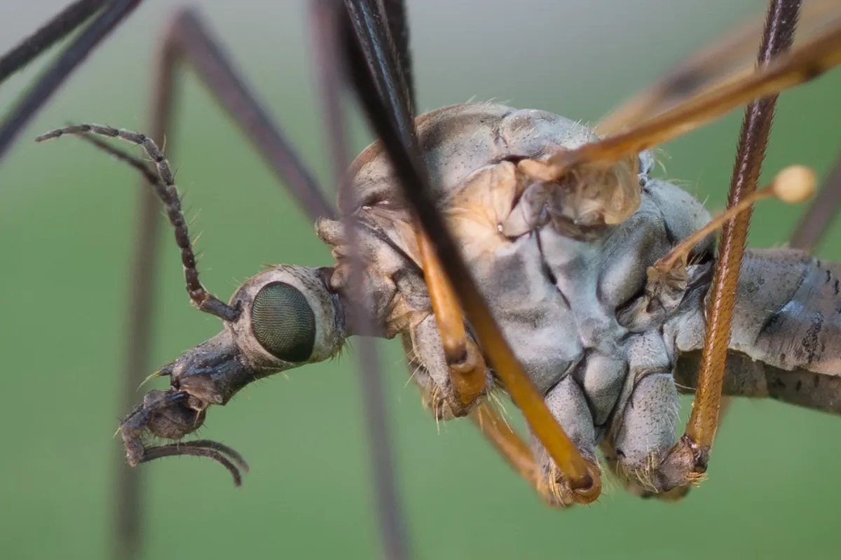 Large Crane Flies - photo 3