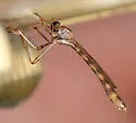 Tipulogaster glabrata - Tipulogaster glabrata