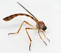 Tipulogaster glabrata - photo 2