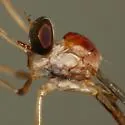 Tipulogaster glabrata - photo 3