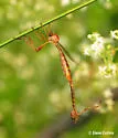 Tipulogaster glabrata - photo 4