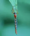 Tipulogaster glabrata - photo 5