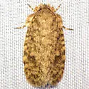 Tiquadra inscitella - Hodges#0427