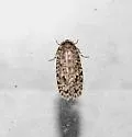Tiquadra inscitella - Hodges#0427 - photo 3