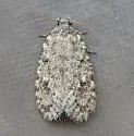 Tiquadra inscitella - Hodges#0427 - photo 4