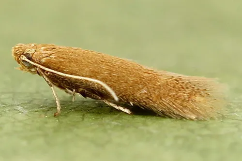 Tischeria dodonaea