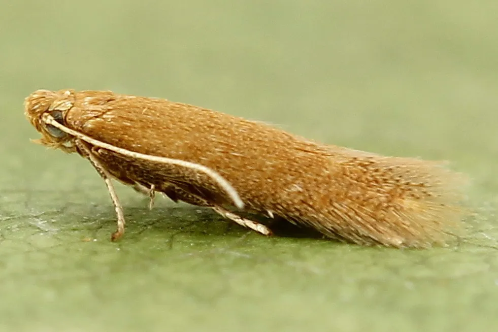 Tischeria dodonaea - photo 3