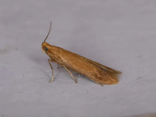 Tischeria ekebladella