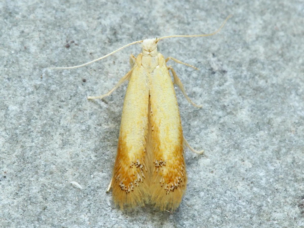 Trumpet Leafminer Moths - photo 3