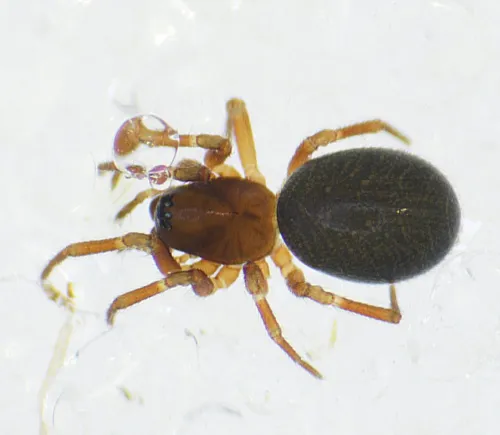 Tiso vagans - Tiso vagans