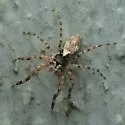 Titanattus euryphaessa