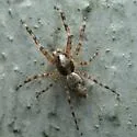 Titanattus euryphaessa - photo 2