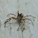 Titanattus euryphaessa - photo 3
