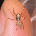 Titanattus euryphaessa - photo 4