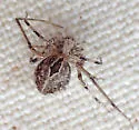 Titanebo californicus