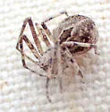 Titanebo californicus - photo 2