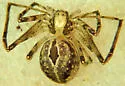 Titanebo californicus - photo 3