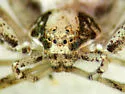 Titanebo californicus - photo 4