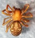 Titanoeca brunnea