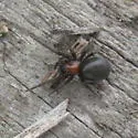 Titanoeca nigrella