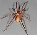 Titiotus costa