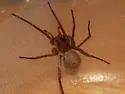 Titiotus flavescens