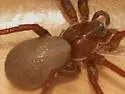 Titiotus flavescens - photo 2