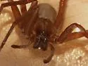 Titiotus flavescens - photo 3