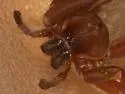 Titiotus flavescens - photo 4
