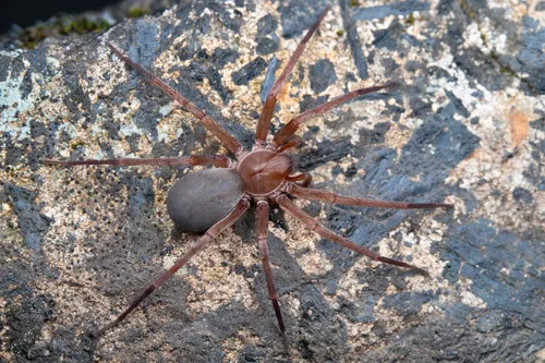 Titiotus hansii