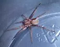 Titiotus shantzi