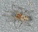 Tivyna moaba