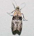 Tlascala Moth - Hodges#5808 - photo 3