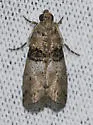 Tlascala Moth - Hodges#5808 - photo 4