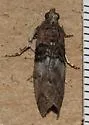 Tlascala Moth - Hodges#5808 - photo 5